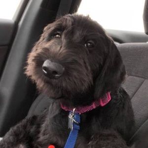 Meet your Posher, Susan